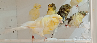 Vando canarini arriccianti di Parigi