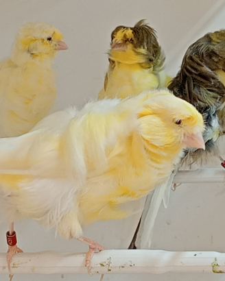 Vando canarini arriccianti di Parigi