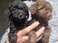 Immagine 4