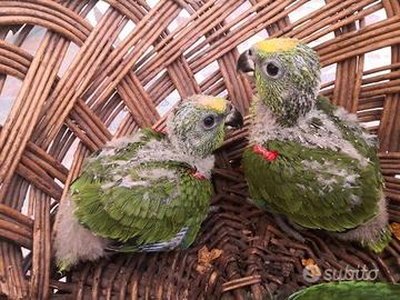 Pappagalli Amazzoni DA IMBECCO