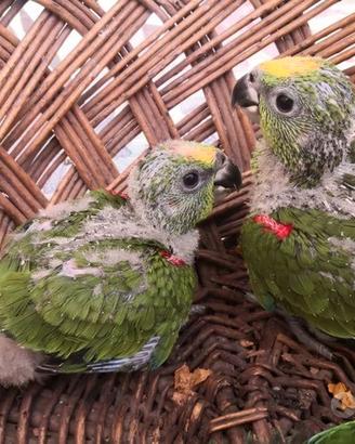 Pappagalli Amazzoni DA IMBECCO