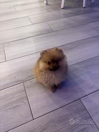 Spitz di Pomerania mini