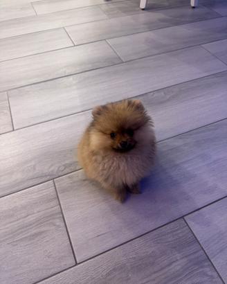 Spitz di Pomerania mini