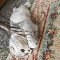 Femmina 8 mesi Scottish fold pedigree