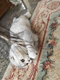 Femmina 8 mesi Scottish fold pedigree