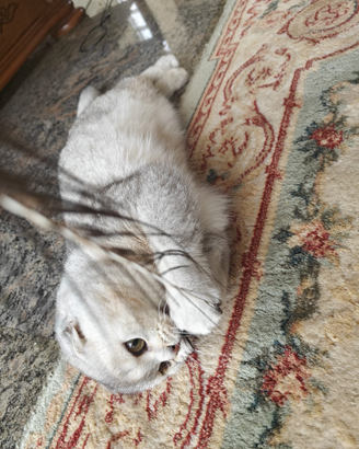 Femmina 8 mesi Scottish fold pedigree