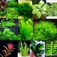 Piante depurative a crescita rapida per acquario