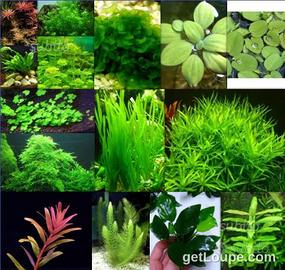 Piante depurative a crescita rapida per acquario