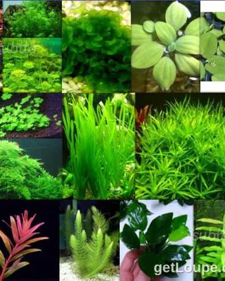 Piante depurative a crescita rapida per acquario