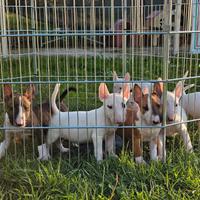 Bull terrier cuccioli