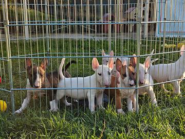 Bull terrier cuccioli