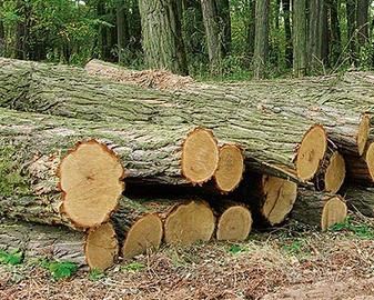 C.E.R.C.O legna di robinia