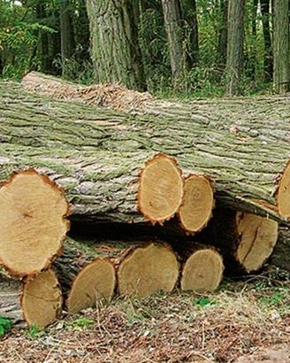 C.E.R.C.O legna di robinia