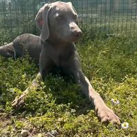Cane maschio 18 mesi in adozione