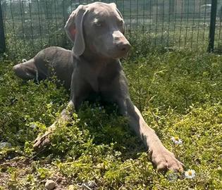 Cane maschio 18 mesi in adozione