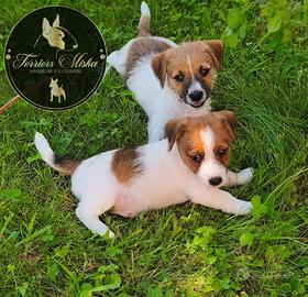 Jack Russell Terrier cuccioli