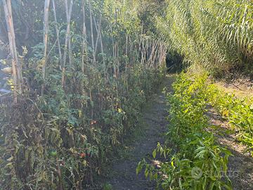 Uliveto e orto con ricovero atrezzi