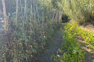 Uliveto e orto con ricovero atrezzi