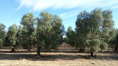 Oliveto Bella di Cerignola e Coratina