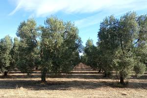 Oliveto Bella di Cerignola e Coratina