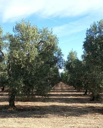 Oliveto Bella di Cerignola e Coratina