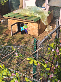 Coniglio nano nati in18 ottobre