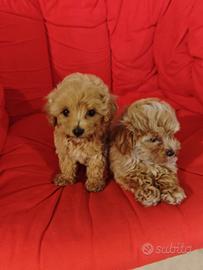 Cuccioli di maltipoo e maltesi