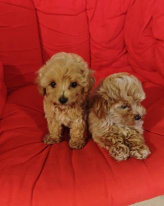 Cuccioli di maltipoo e maltesi
