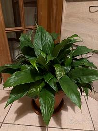 Pianta da interno Spartifilo