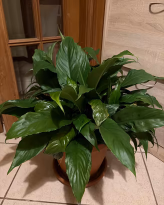 Pianta da interno Spartifilo