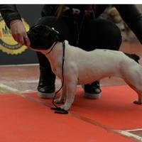 Bulldog Francese