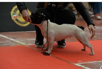 Bulldog Francese