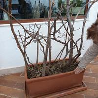 Porta piante più terreno e piante