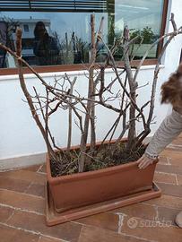 Porta piante più terreno e piante