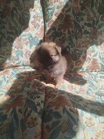 volpino della Pomerania 