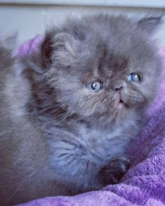 Cuccioli di Gatto Persiano