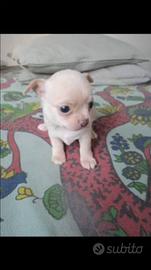Piccoli chiwawa Toy mini