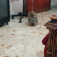 Spitz maschio molto piccolo