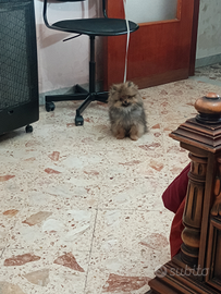 Spitz maschio molto piccolo
