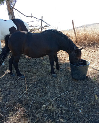 Pony gravida