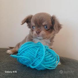 Cucciolo chihuahua lilac pedigree