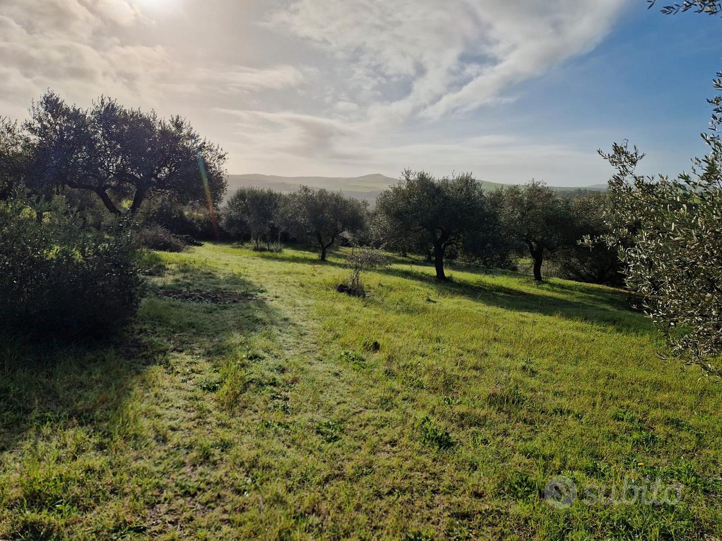 Terreno agricolo con uliveto - Vista 3