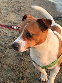 Jack Russel Maschio