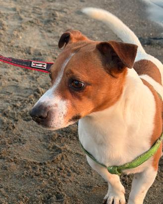 Jack Russel Maschio