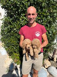 Cuccioli di Barboncino Nano