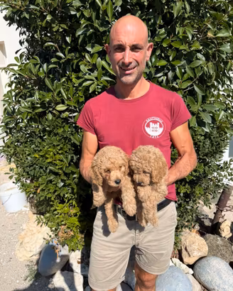 Cuccioli di Barboncino Nano