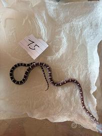 Serpente del grano