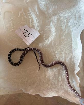 Serpente del grano