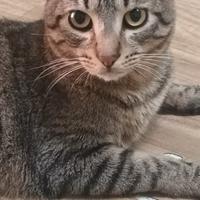 Febo e Frollo gattini tigrati di 2 anni