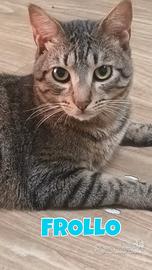 Febo e Frollo gattini tigrati di 2 anni